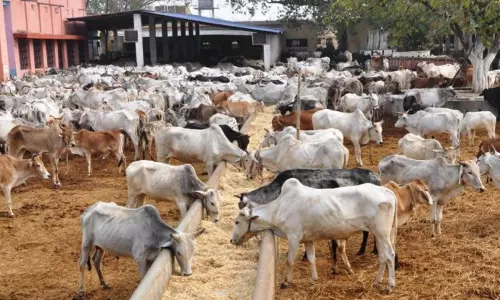 புதன் சந்தையில் மாடுகள் விலை குறைந்தது புதன் சந்தையில் மாடுகள் விலை குறைந்தது