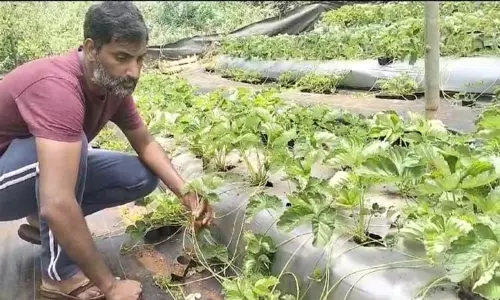 கோத்தகிரியில் ஸ்ட்ராபெரி பழம் விளைச்சல் குறைந்தது-விவசாயிகள் கவலை
