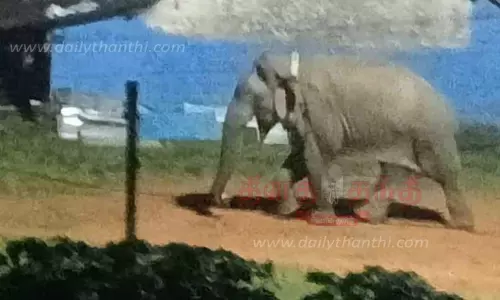 மக்னா யானை, மீண்டும் ஊருக்குள் புகுந்தது