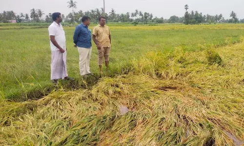 தினத்தந்தி செய்தி எதிரொலி:மழைநீரில் மூழ்கி சேதமடைந்த நெற்பயிர்களை அதிகாரி ஆய்வு