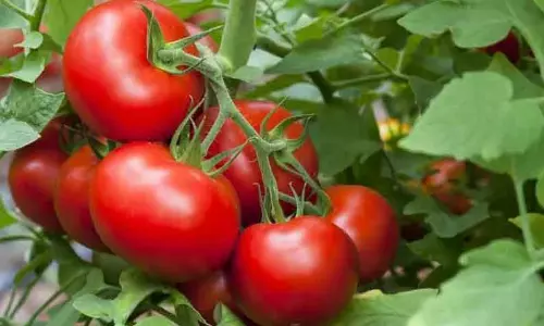 10 ஆயிரம் பெட்டி தக்காளி வரத்து