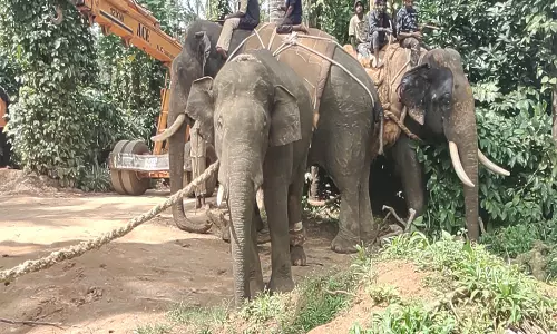 மடிகேரியில் தொடர் அட்டகாசத்தில் ஈடுபட்ட காட்டுயானை பிடிபட்டது