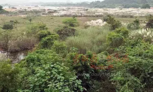 மானாமதுரை வைகையாற்றில் கருவேல மரங்களை அகற்ற கோரிக்கை