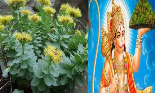 சஞ்சீவினி மூலிகை சஞ்சீவினி மூலிகை