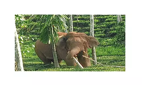 பந்தலூர் அருகே தோட்டத்திற்குள் புகுந்து காட்டுயானை அட்டகாசம்