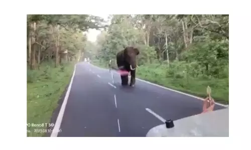 முதுமலை வனப்பகுதி சாலையில் வாகனத்தை ஆக்ரோஷமாக விரட்டிய காட்டு யானையால் பரபரப்பு