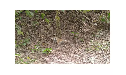 முதுமலை, நடுவட்டம் பகுதியில்இறந்து கிடந்த 3 புலிகள்;வனத்துறையினர் விசாரணை