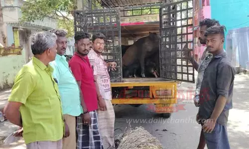 40 பன்றிகள் பிடிபட்டன