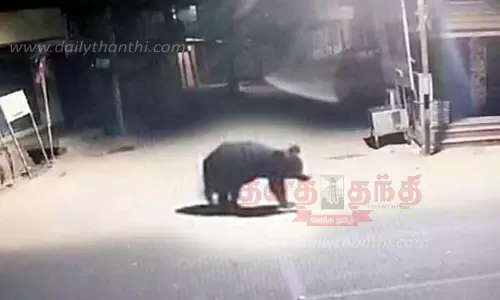 நள்ளிரவில் ஊருக்குள் புகுந்து சாலையில் உலா வந்த கரடி நள்ளிரவில் ஊருக்குள் புகுந்து சாலையில் உலா வந்த கரடி