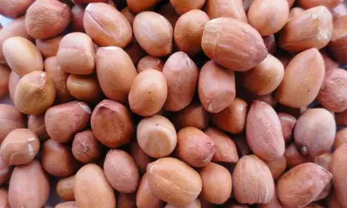 அந்தியூரில்ரூ.4 லட்சத்துக்கு நிலக்கடலை ஏலம்