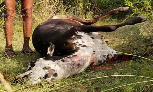 தாளவாடி அருகே மாட்டை கடித்துக்கொன்ற புலி தாளவாடி அருகே மாட்டை கடித்துக்கொன்ற புலி