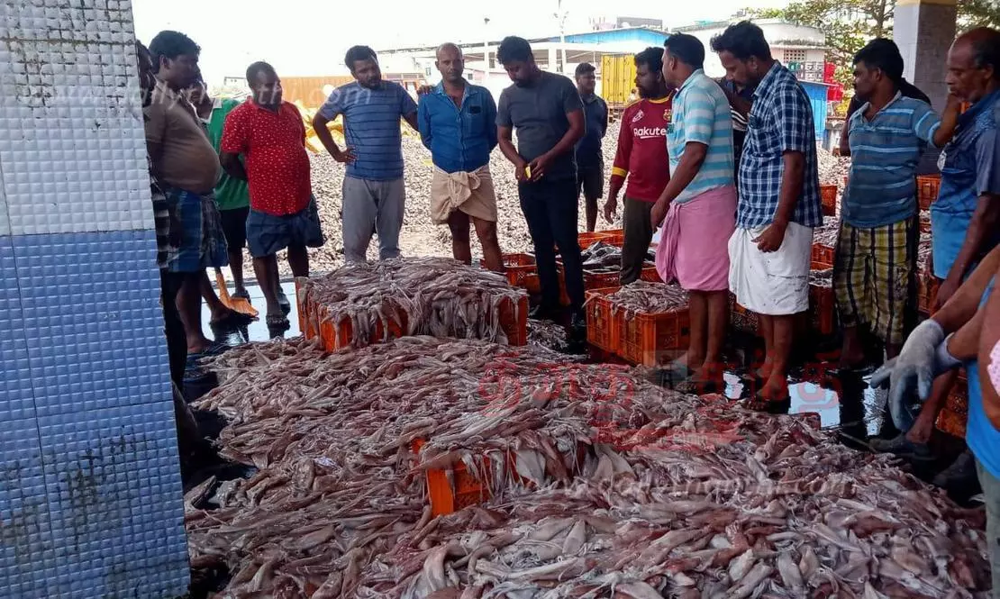 Cuttlefish, swordfish prices fall கணவாய், வாளை மீன்கள் விலை வீழ்ச்சி
