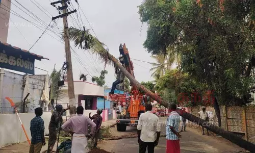 மின்கம்பத்தின் மீது முறிந்து விழுந்த தென்னை மரம்