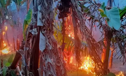 உப்புக்கோட்டையில் தீ விபத்து:1,000 வாழை மரங்கள் எரிந்து நாசம் உப்புக்கோட்டையில் தீ விபத்து:1,000 வாழை மரங்கள் எரிந்து நாசம்