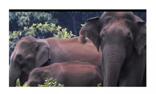 குன்னூர் அருகே குட்டியுடன் காட்டுயானைகள் முகாம்;வனத்துறையினர் எச்சரிக்கை