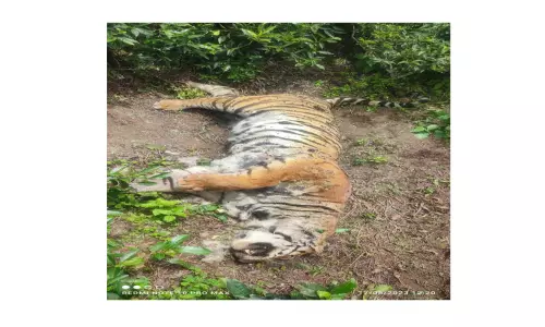 மர்மமான முறையில் இறந்து கிடந்த 3 புலிகளின் உடல் பாகங்கள் சென்னை ஆய்வகத்திற்கு அனுப்பி வைப்பு