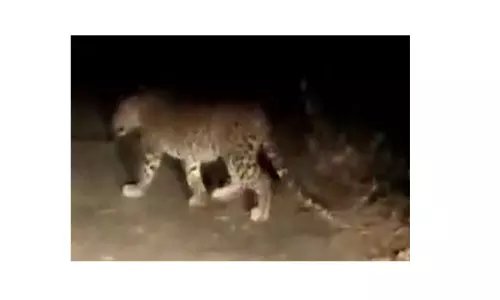 பந்தலூரில், சிறுத்தை நடமாட்டத்தால் பொதுமக்கள் பீதி