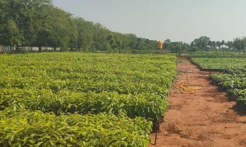 சங்கராபுரத்தில்பொதுமக்களுக்கு இலவசமாக வழங்க 1 லட்சம் மரக்கன்றுகள்உரிய ஆவணங்கள் கொடுத்து வாங்கிக்கொள்ளலாம்