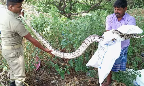 8 அடி நீள மலைப் பாம்பு பிடிபட்டது