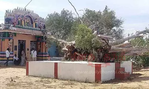 பழமையான அரசமரம் வேருடன் சாய்ந்தது