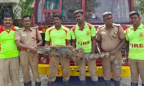 குட்டையில் பிடிபட்ட முதலை