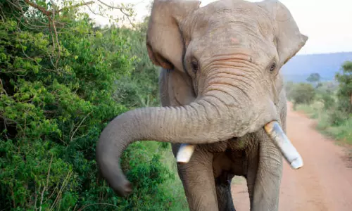 காட்டுயானை தாக்கி பெண் பலி