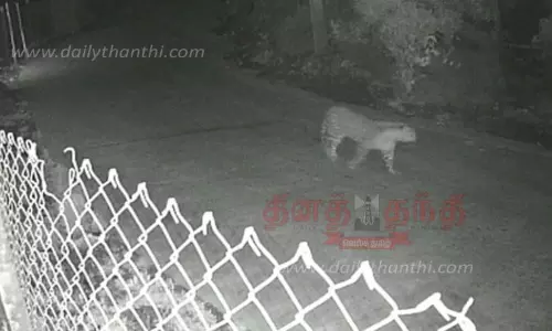 ஊருக்குள் உலா வரும் சிறுத்தைகள்