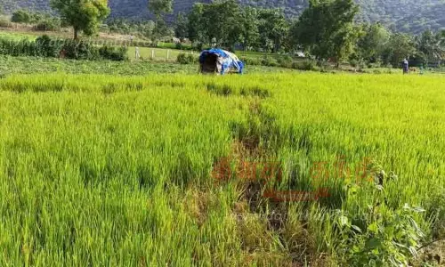 விவசாய பயிர்களை சேதப்படுத்திய காட்டு யானை விவசாய பயிர்களை சேதப்படுத்திய காட்டு யானை