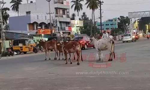 போக்குவரத்துக்கு இடையூறாக சாலையில் சுற்றி திரியும் மாடுகள் போக்குவரத்துக்கு இடையூறாக சாலையில் சுற்றி திரியும் மாடுகள்