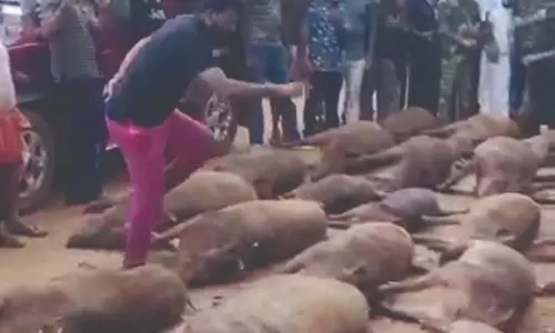 கேரளாவில் சுட்டுக்கொல்லப்படும் காட்டுப்பன்றிகள்