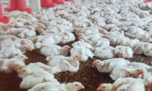 கறிக்கோழி இறைச்சி விலை உயர்வு கறிக்கோழி இறைச்சி விலை உயர்வு