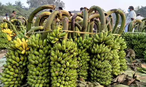 வரத்து குறைவால் வாழைத்தார் விலை உயர்வு