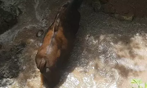 கிணற்றுக்குள் விழுந்த காட்டெருமை உயிருடன் மீட்பு