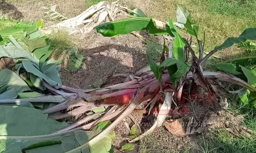 விளைநிலங்களில் புகுந்து காட்டுப்பன்றிகள் அட்டகாசம்