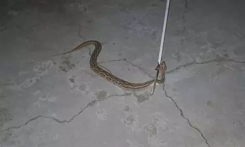 வீட்டுக்குள் புகுந்த கண்ணாடி விரியன் பாம்பு பிடிபட்டது