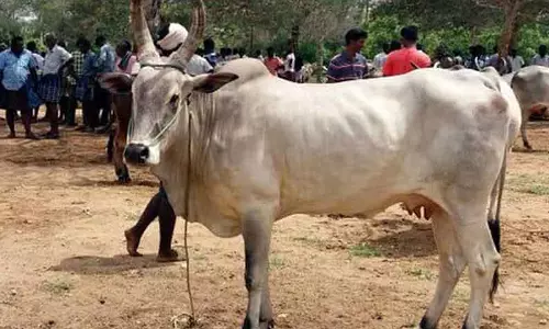 ரூ.11 லட்சத்துக்கு மாடுகள் விற்பனை