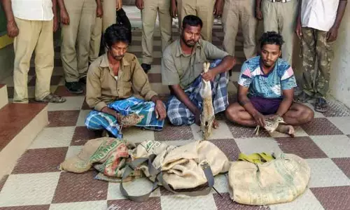 முயல் வேட்டையாடிய 3 பேர் சிக்கினர் முயல் வேட்டையாடிய 3 பேர் சிக்கினர்