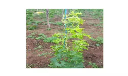 மசினகுடி பகுதியில் பாகற்காய் கொடிகளில் நோய்தாக்குதல்;விவசாயிகள் கவலை