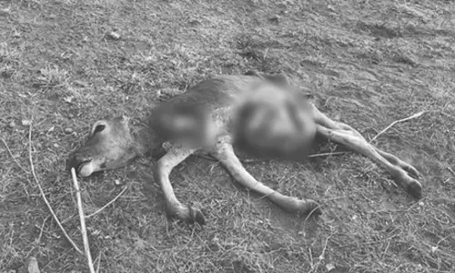 நாய்கள் கடித்து 14 ஆடுகள் செத்தன