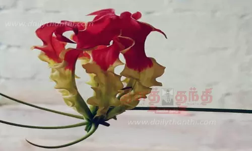 பூத்து குலுங்கும் செங்காந்தள் மலர்கள்