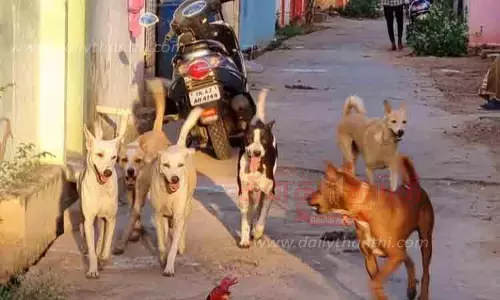 நாய்கள் தொல்லையால் பொதுமக்கள் அவதிப்படுகின்றனர்
