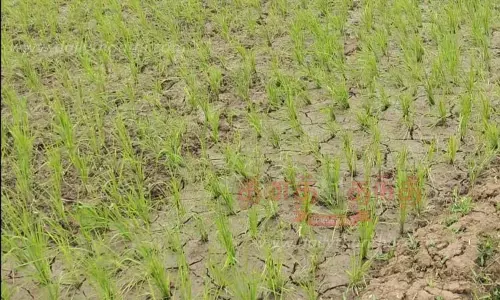 தண்ணீர் இன்றி வாடும் நெற்பயிர்கள்