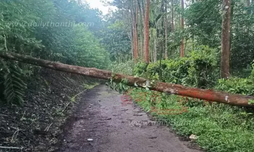 மரங்களை சாய்த்து போட்ட காட்டு யானை