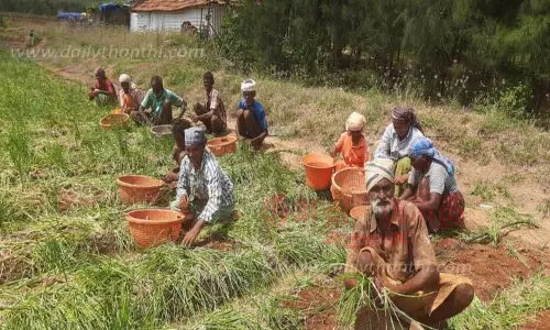 சின்னவெங்காயம் அறுவடை தொடங்கியது