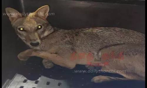 குள்ளநரி, வேலூர் பூங்காவுக்கு மாற்றம்