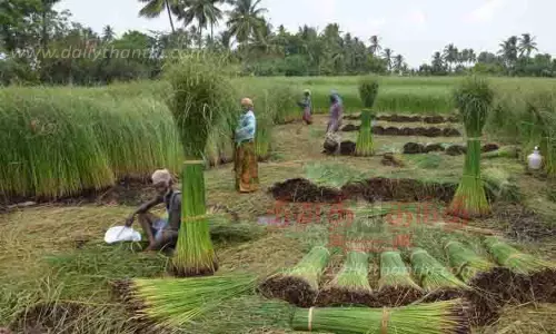 நெரூர் பகுதியில் கோரைப்பயிர் அறுவடை பணி மும்முரம் நெரூர் பகுதியில் கோரைப்பயிர் அறுவடை பணி மும்முரம்