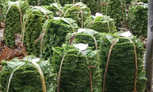 பரமத்திவேலூர் ஏல சந்தையில் வெற்றிலை விலை உயர்வு