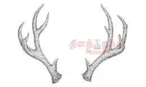 மான் கொம்புகள் வைத்திருந்தவர் கைது