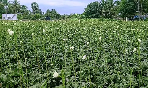 வெண்டைக்காய் சாகுபடி அறுவடை பணிகள் தொடக்கம்