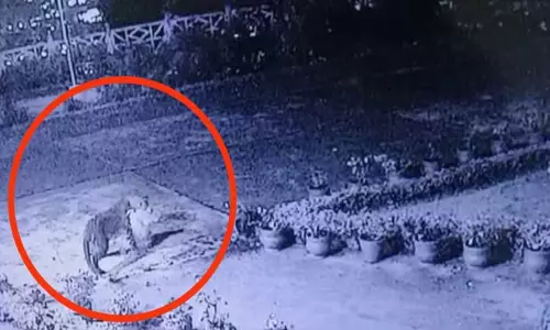 ஊட்டியில் விடுதியில் புகுந்து வளர்ப்பு நாயை வேட்டையாடிய சிறுத்தை